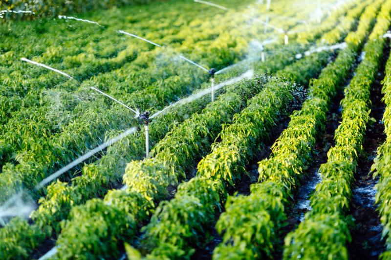 Maximizando a Produtividade na Agricultura: Como uma Peneira Vibratória para Grãos Pode Aumentar Seu Rendimento